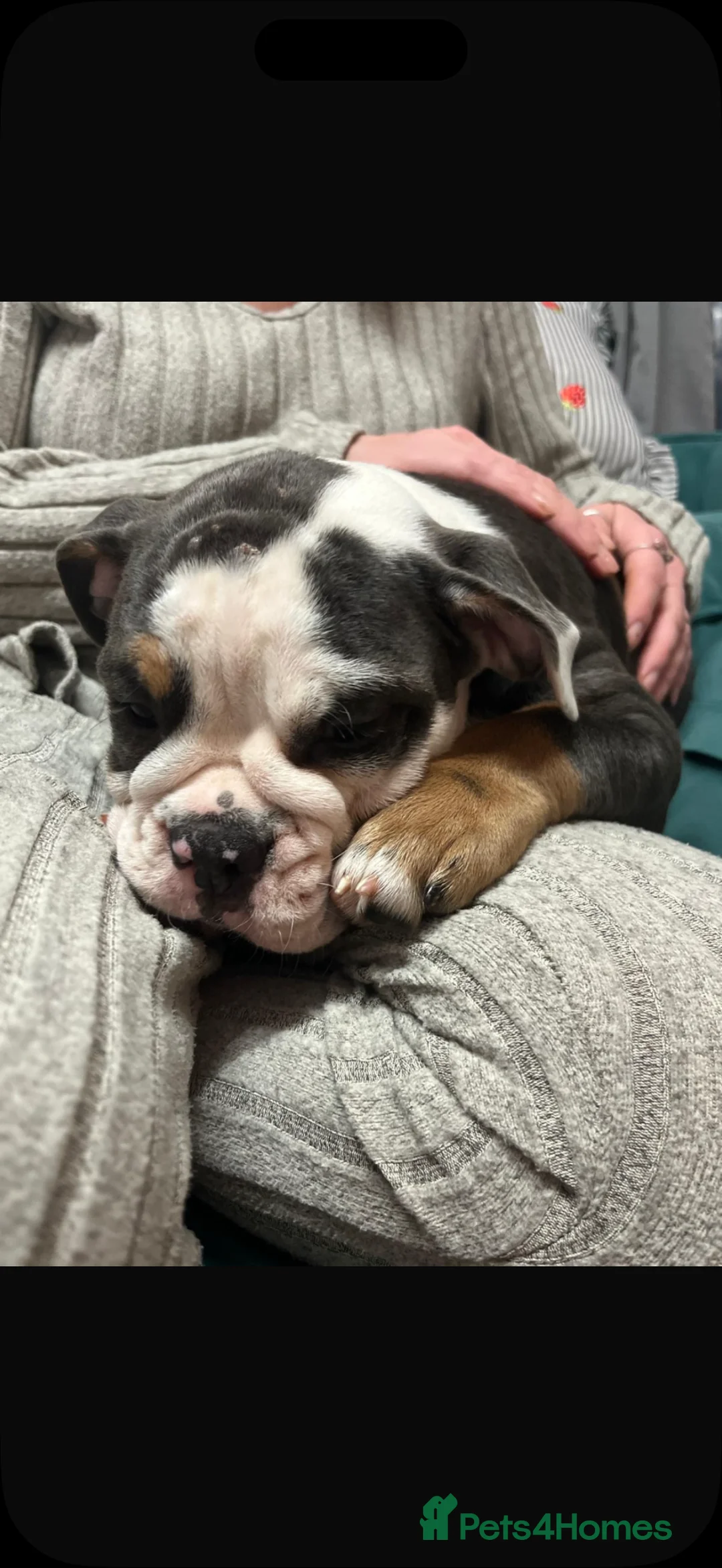 Olde English Bulldogge dogs for sale: Pedigree Olde English Bulldogge - 10 Months Old - Advert 1