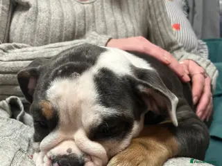 Olde English Bulldogge dogs Pedigree Olde English Bulldogge - 10 Months Old - Advert 1