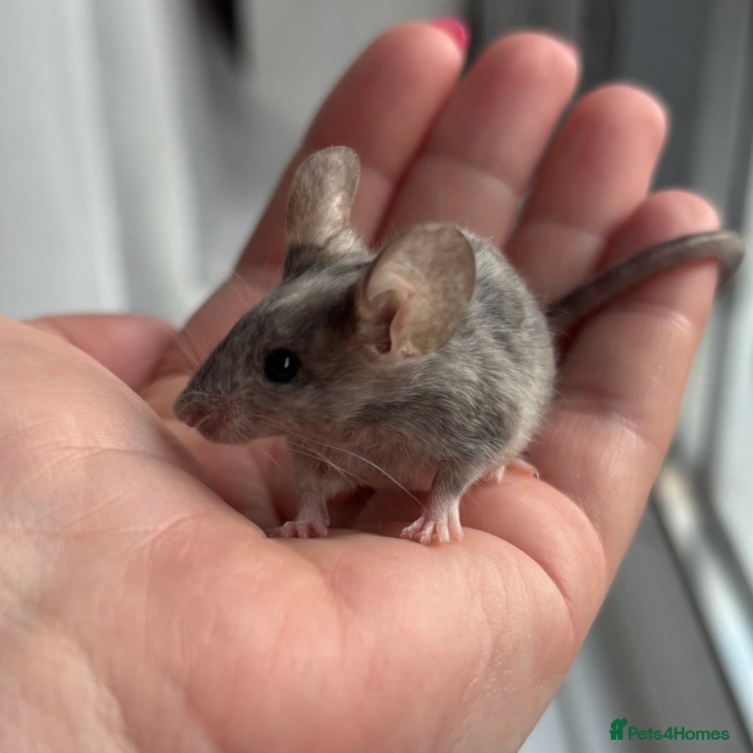 Mouse rodents for sale: 1 Male Mouse - Image 3