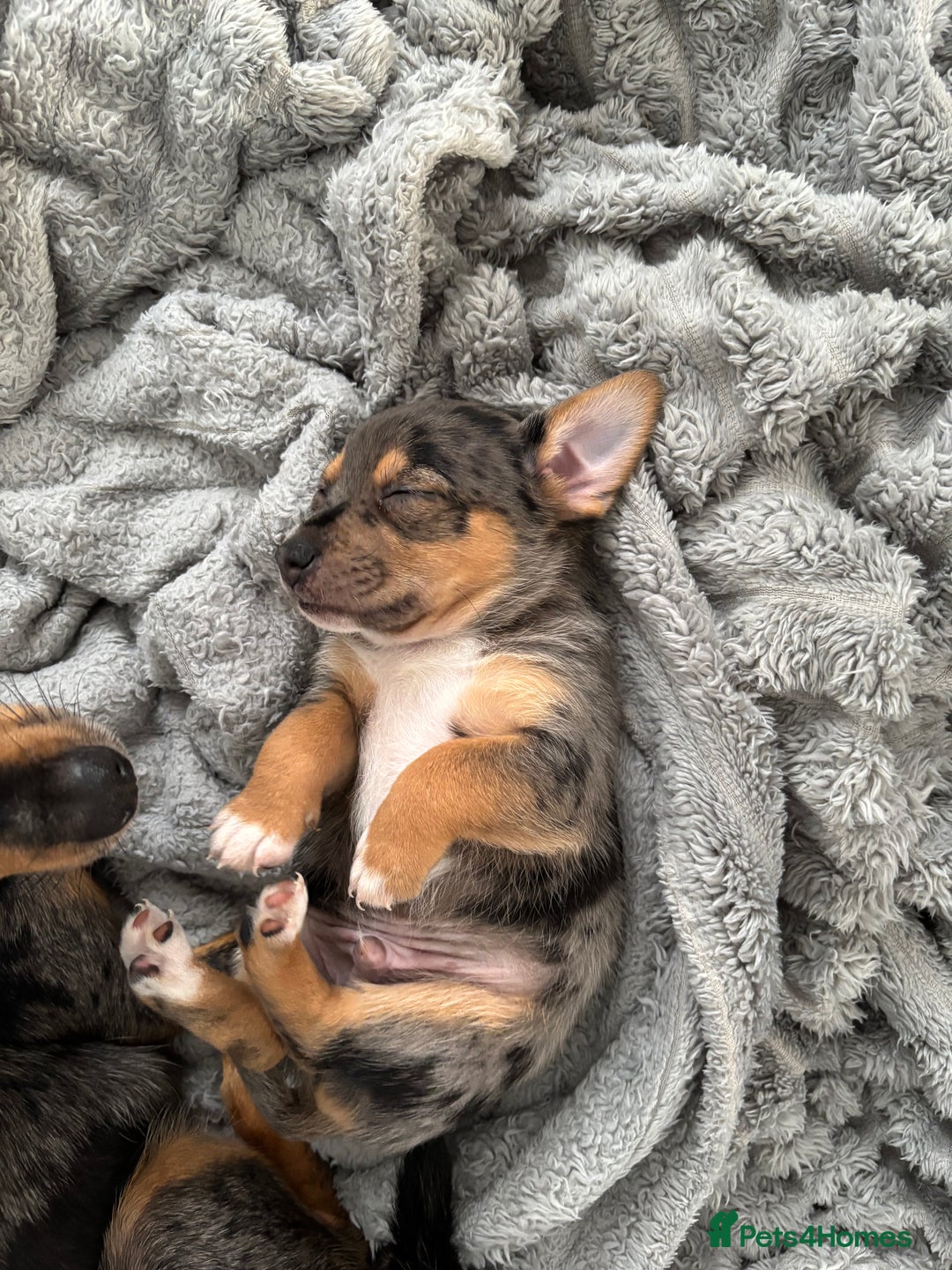 Jack Russell dogs for sale: Merle and black & tan Jack Russell  - Image 1