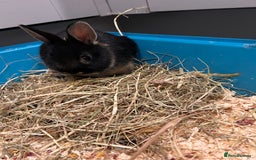Netherland Dwarf rabbits for sale: Netherland dwarf  - Image 2