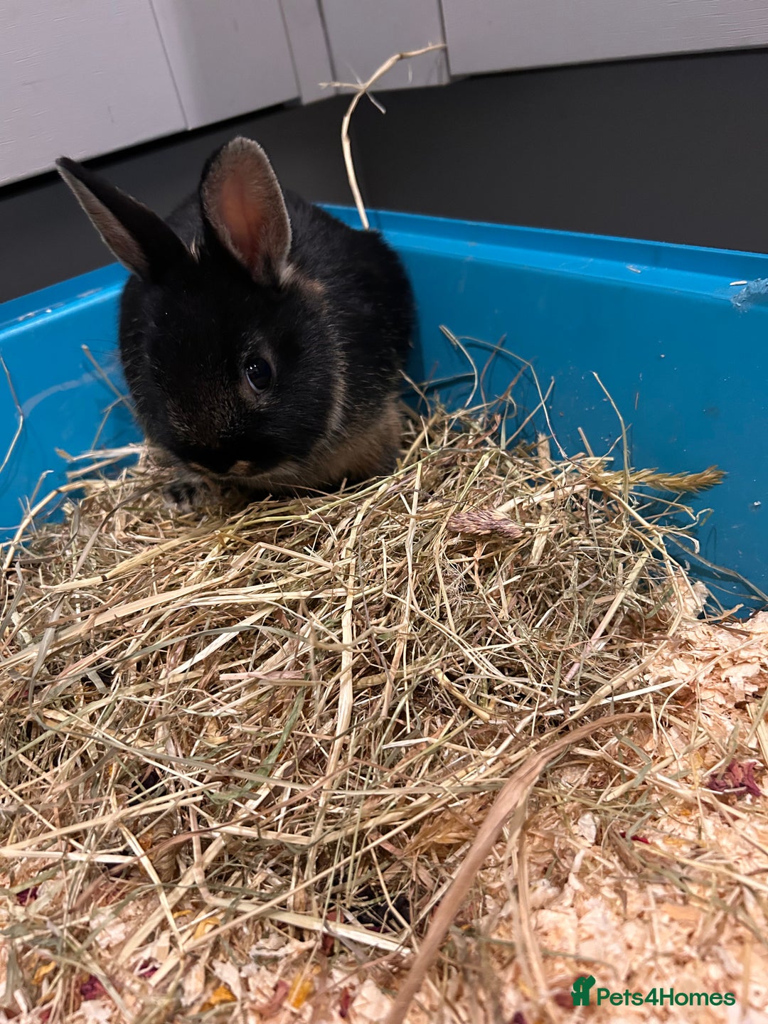 Netherland Dwarf rabbits for sale: Netherland dwarf  - Image 2