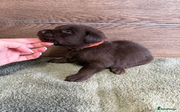 Labrador Retriever dogs for sale: Chunky chocolate labradors  - Image 30