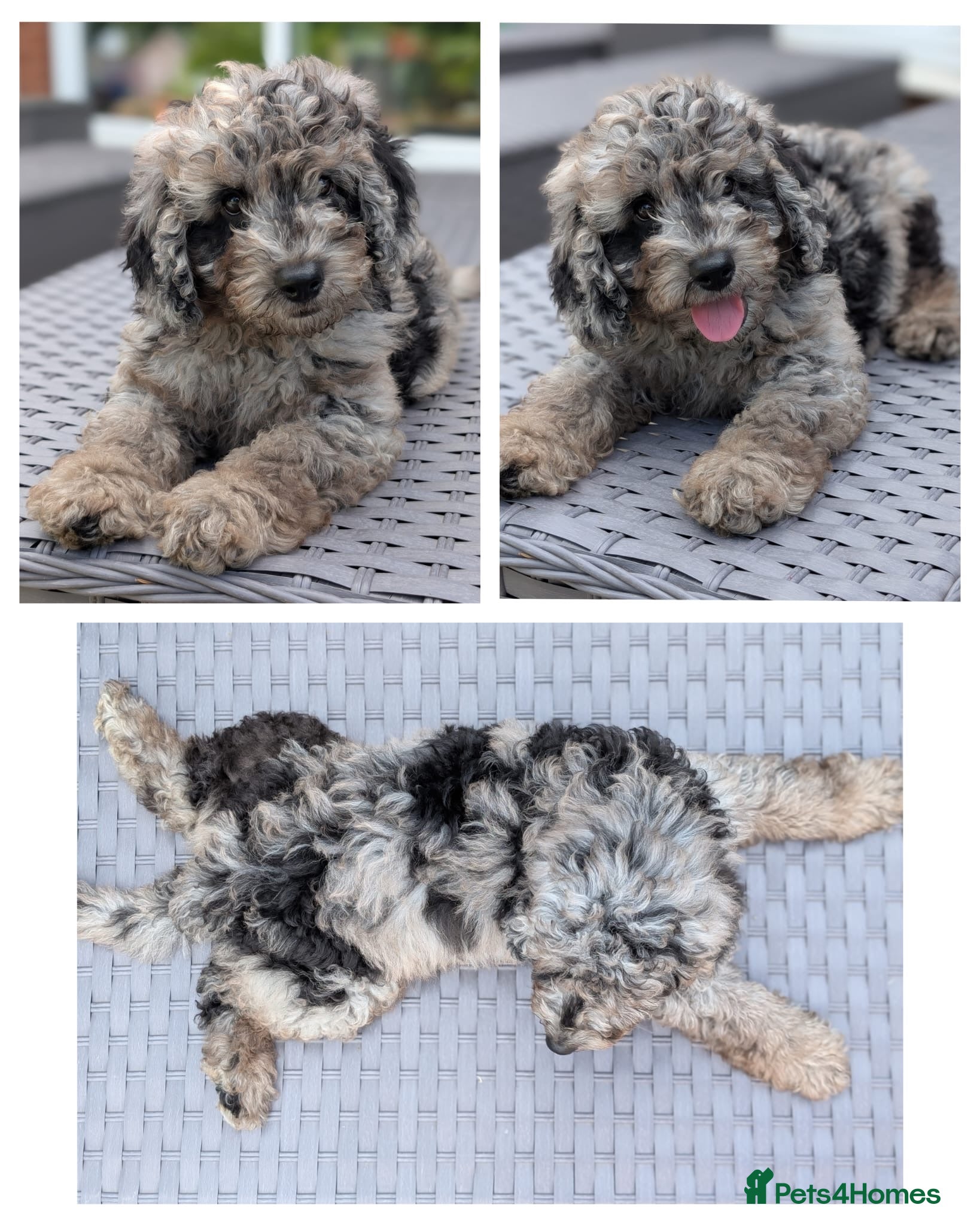 Cavapoo dogs Adorable Cavapoo puppies - Advert 12