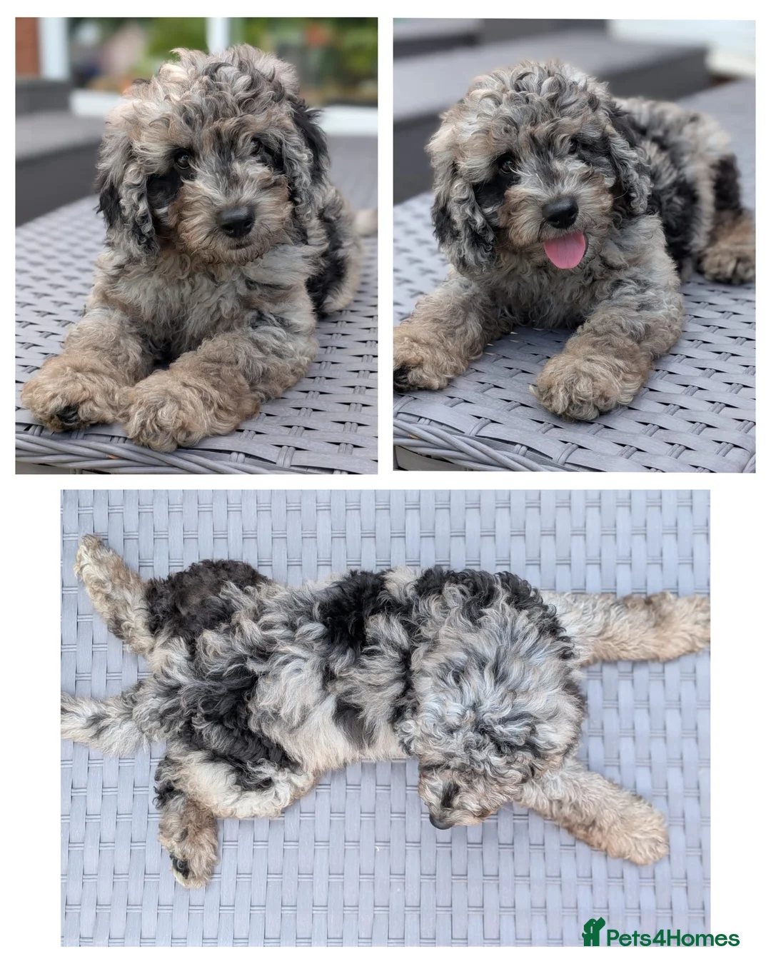 Cavapoo dogs for sale: Adorable Cavapoo puppies - Advert 2