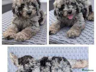 Cavapoo dogs Adorable Cavapoo puppies - Advert 15