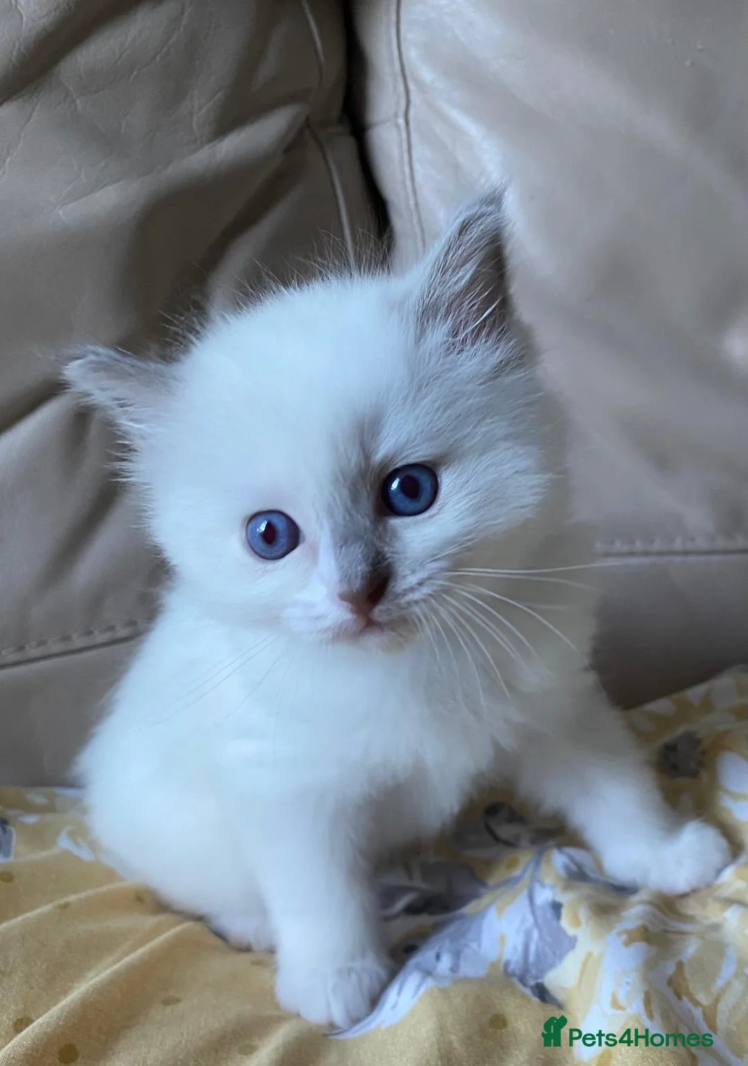 Ragdoll cats for sale: Ragdoll Kittens GCCF lilac and Blue beautiful  in Gainsborough - Advert 2