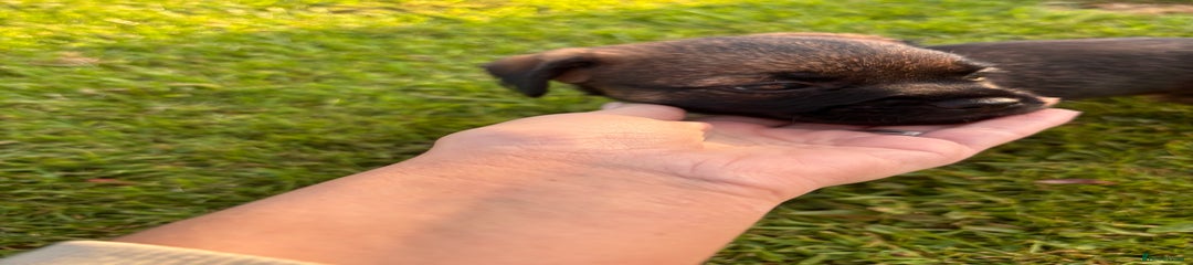 Border Terrier Puppy 2