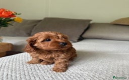 Cavapoo dogs for sale: Beautiful Litter Of F2b Cavapoos - Image 19