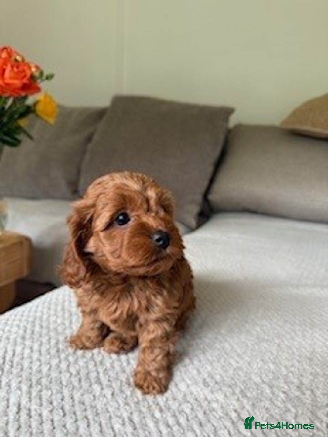 Cavapoo dogs for sale: Beautiful Litter Of F2b Cavapoos - Image 19