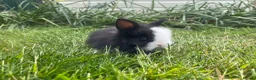 Lionhead rabbits for sale: Beautiful mini double maned lionheads  - Advert 20