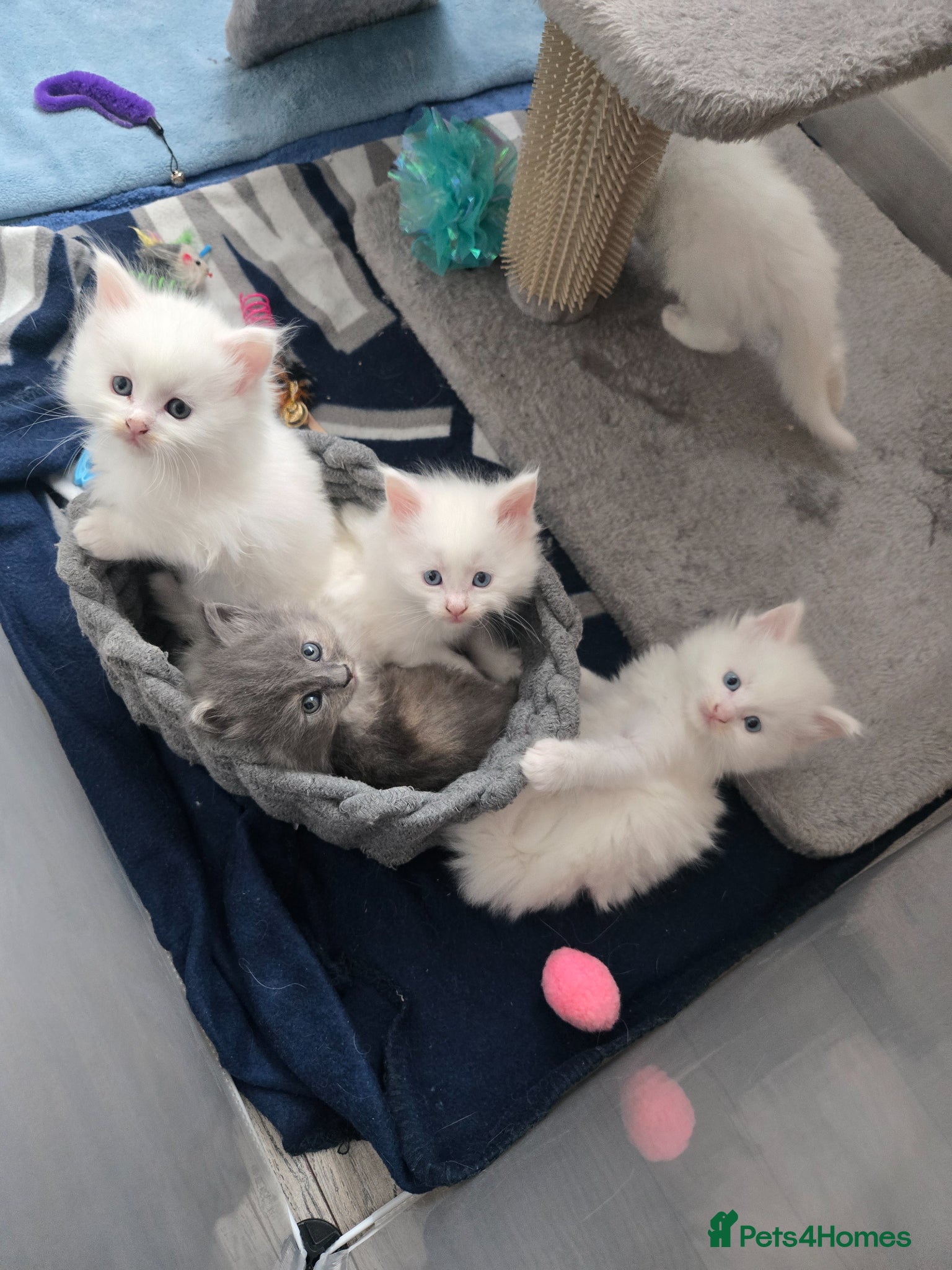 Maine Coon cats Beautiful white kittens - Advert 1