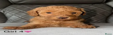 Cavapoo 5