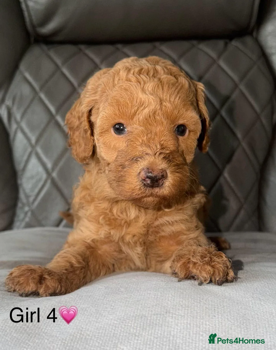 Cavapoo dogs for sale: ✨Stunning  mini Cavapoos & RARE Blue Merle Girl - Advert 2