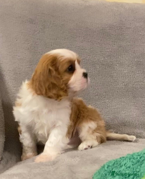 Cavalier King Charles Spaniel dogs Champion lines, heart/health tested, KC registered - Advert 6