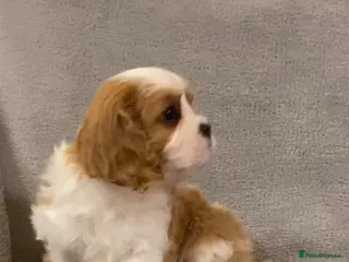 Cavalier King Charles Spaniel dogs Champion lines, heart/health tested, KC registered - Advert 6