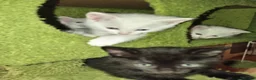Mixed Breed cats for sale: Beautiful All White, all black & tabby kittens - Advert 4