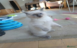 Ragdoll cats for sale: Blue point purebred ragdoll girl  - Image 3