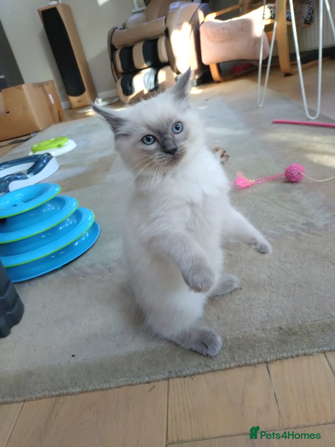 Ragdoll cats for sale: Blue point purebred ragdoll girl  - Image 3