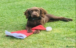 Sprocker dogs for sale: Gorgeous sprocker spaniel puppies  - Image 6