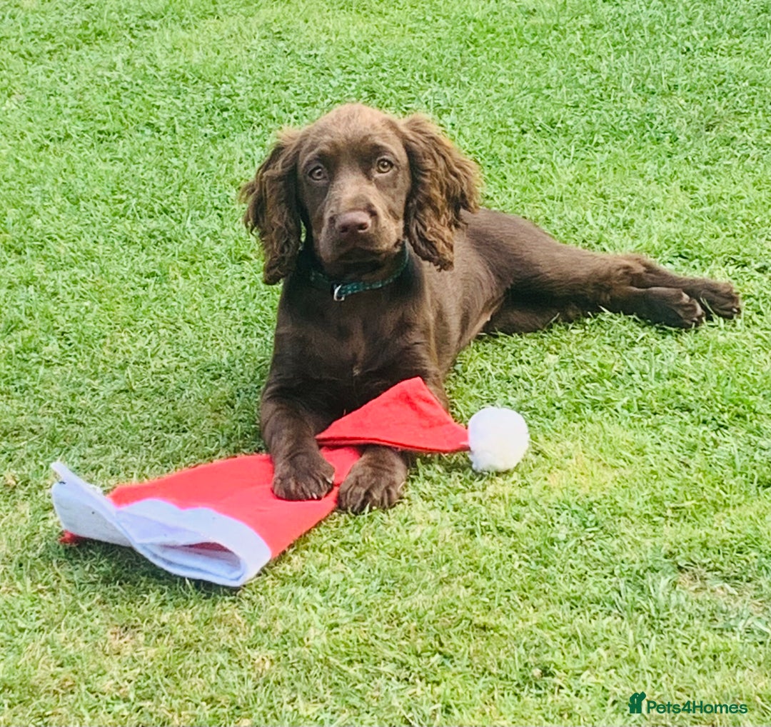 Sprocker dogs for sale: Gorgeous sprocker spaniel puppies  - Image 6