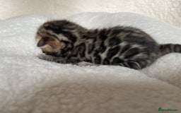 Bengal cats for sale: Bengal kittens for sale-Stunning 3-color Rosettes  - Image 17