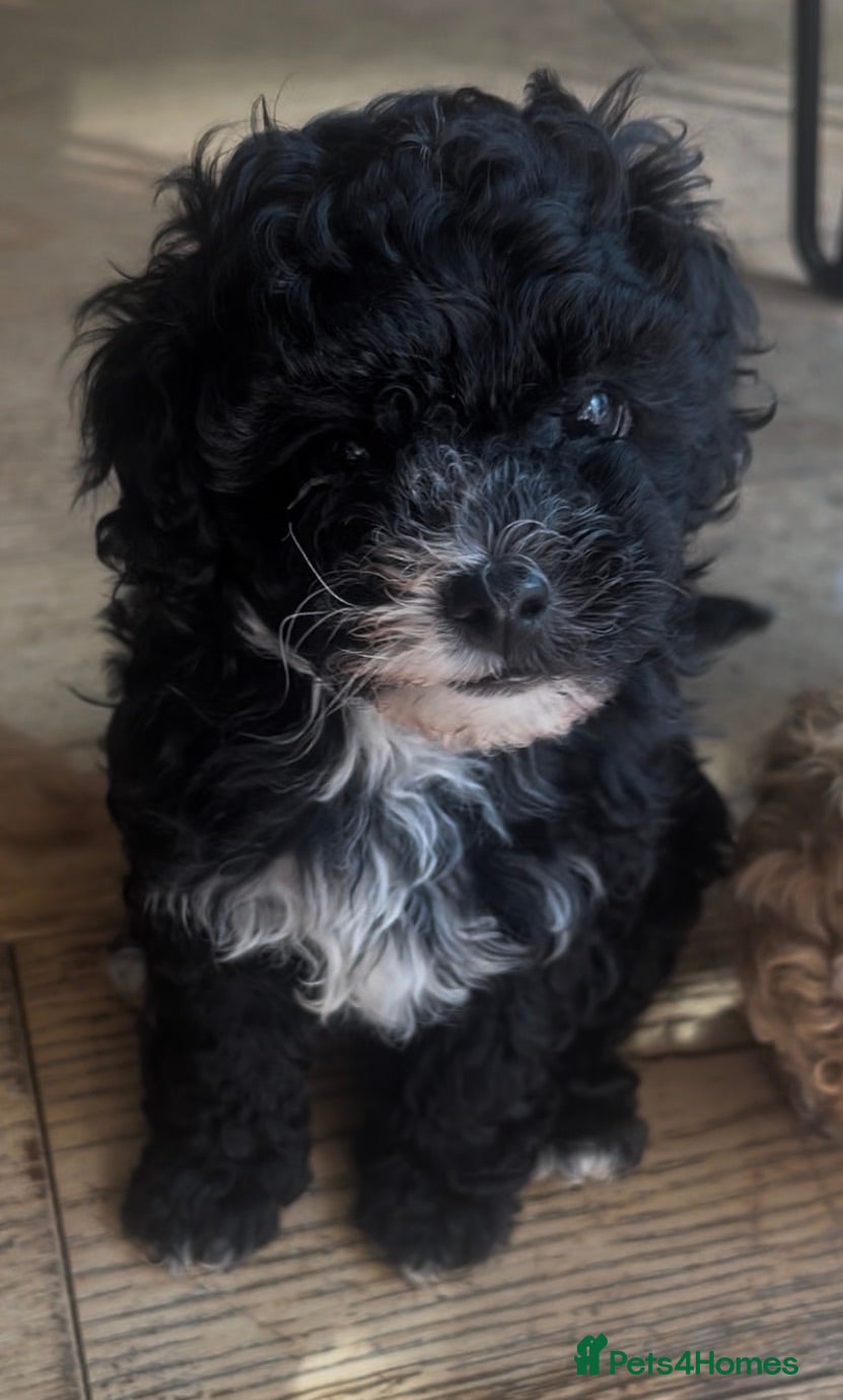 Maltipoo dogs *reduced* Tiny maltipoo - Advert 1