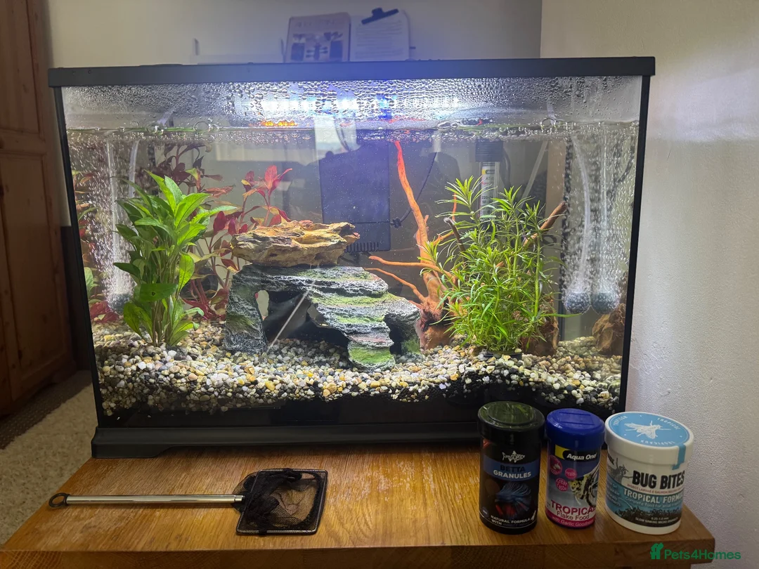 Live Bearers fish for sale: Ultimate 40L Tropical Aquarium Setup with 9guppies in Newport - Advert 2