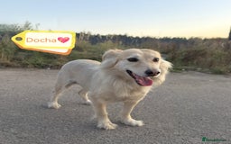 Mixed Breed dogs for adoption: 💖🐶 DOCHA 🐶💖 - Image 1