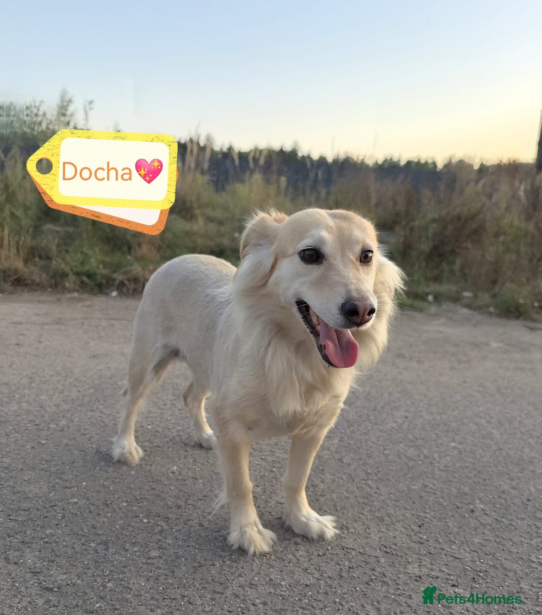 Mixed Breed dogs for adoption: 💖🐶 DOCHA 🐶💖 - Image 1
