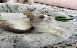 Ragdoll cats for sale: Blue Bicolor kittens 😸  - Image 10