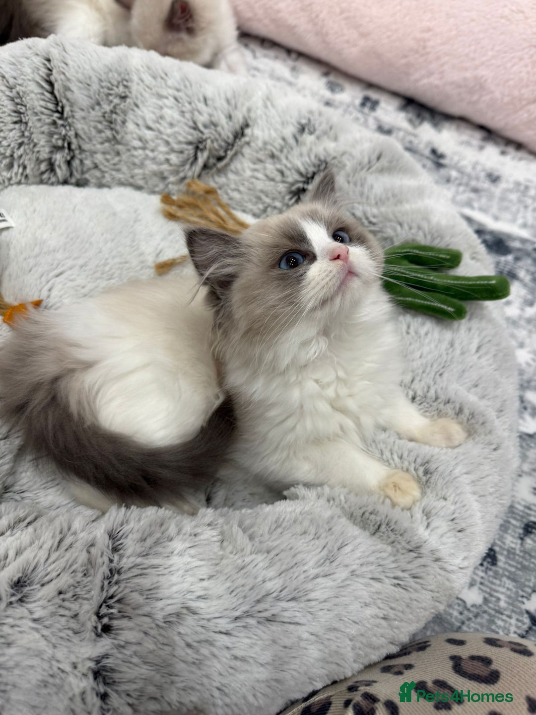 Ragdoll cats for sale: Blue Bicolor kittens 😸  - Image 10