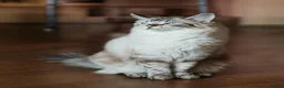 Ragdoll cats for sale: Purebred Ragdoll Kitten in Cardiff - Advert 3