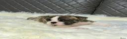 English Bulldog dogs for sale: KC registered English Bulldog Puppies  in Exeter - Advert 14