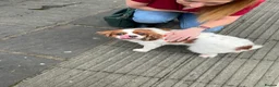 Cavalier King Charles Spaniel dogs for sale: Coco cavalier King Charles  - Advert 7