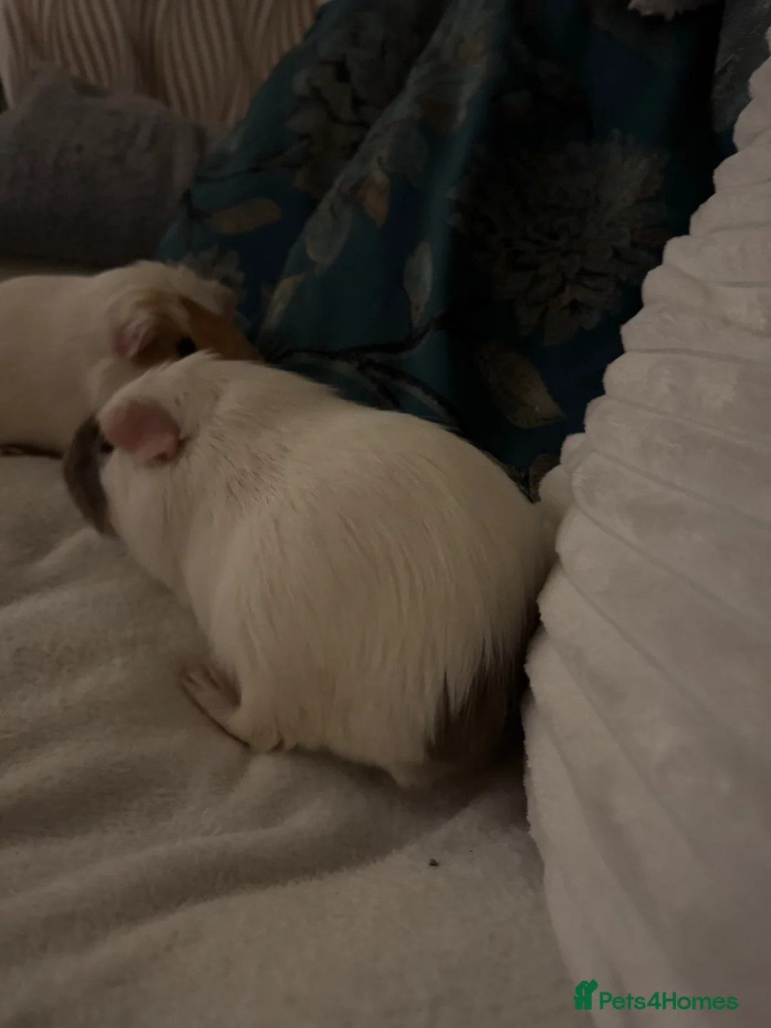 Guinea Pig rodents for sale: For free  in London - Advert 2