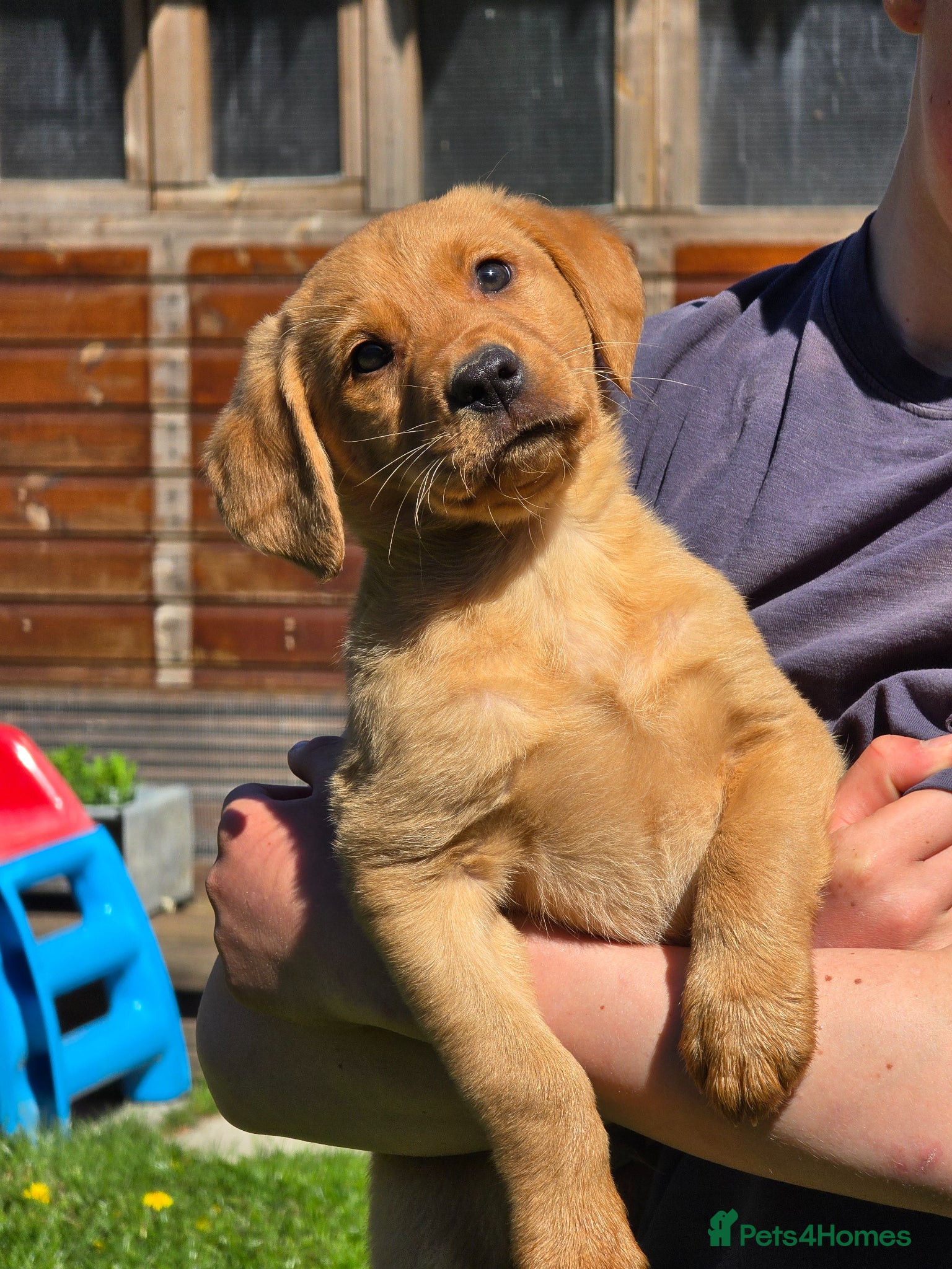 Labrador Retriever dogs Fox red labradors. ONLY ONE MALE AVAILABLE - Advert 1
