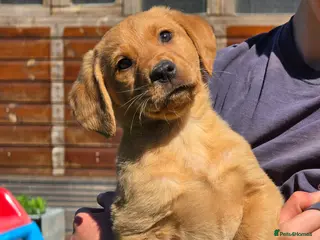 Labrador Retriever dogs Fox red labradors. ONLY ONE MALE AVAILABLE - Advert 1