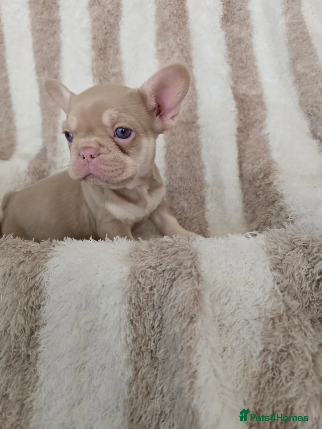 French Bulldog dogs for sale: Beautiful Frenchie Pups Available  - Advert 15