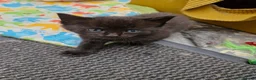 Mixed Breed cats for sale: Cats For Sale - Advert 5