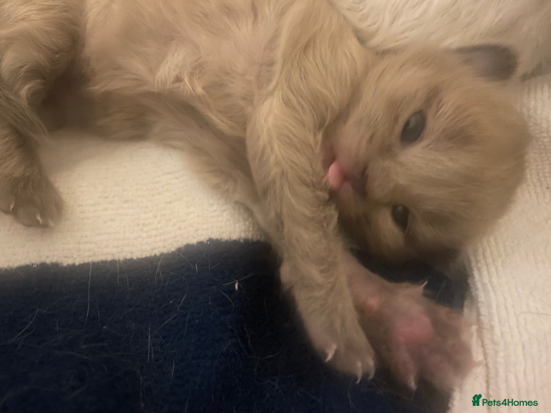 Balinese cats for sale: 🐾2 Gorgeous cubs🐾Need Forever Homes Only 🏡 - Image 3