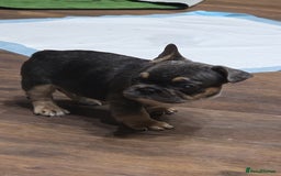 French Bulldog dogs for sale: French bulldog puppys - Image 4