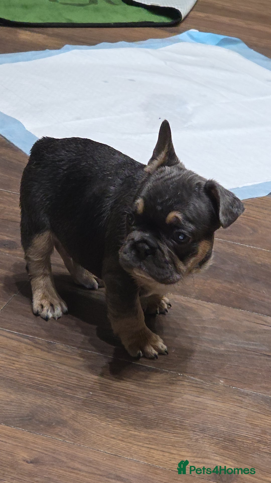 French Bulldog dogs for sale: French bulldog puppys - Image 4