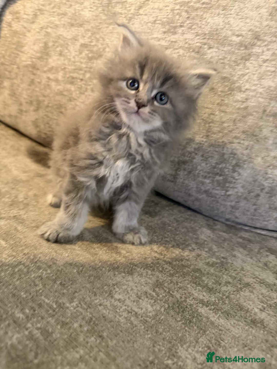 Maine Coon cats for sale: Pure Maine coon kittens - Advert 2
