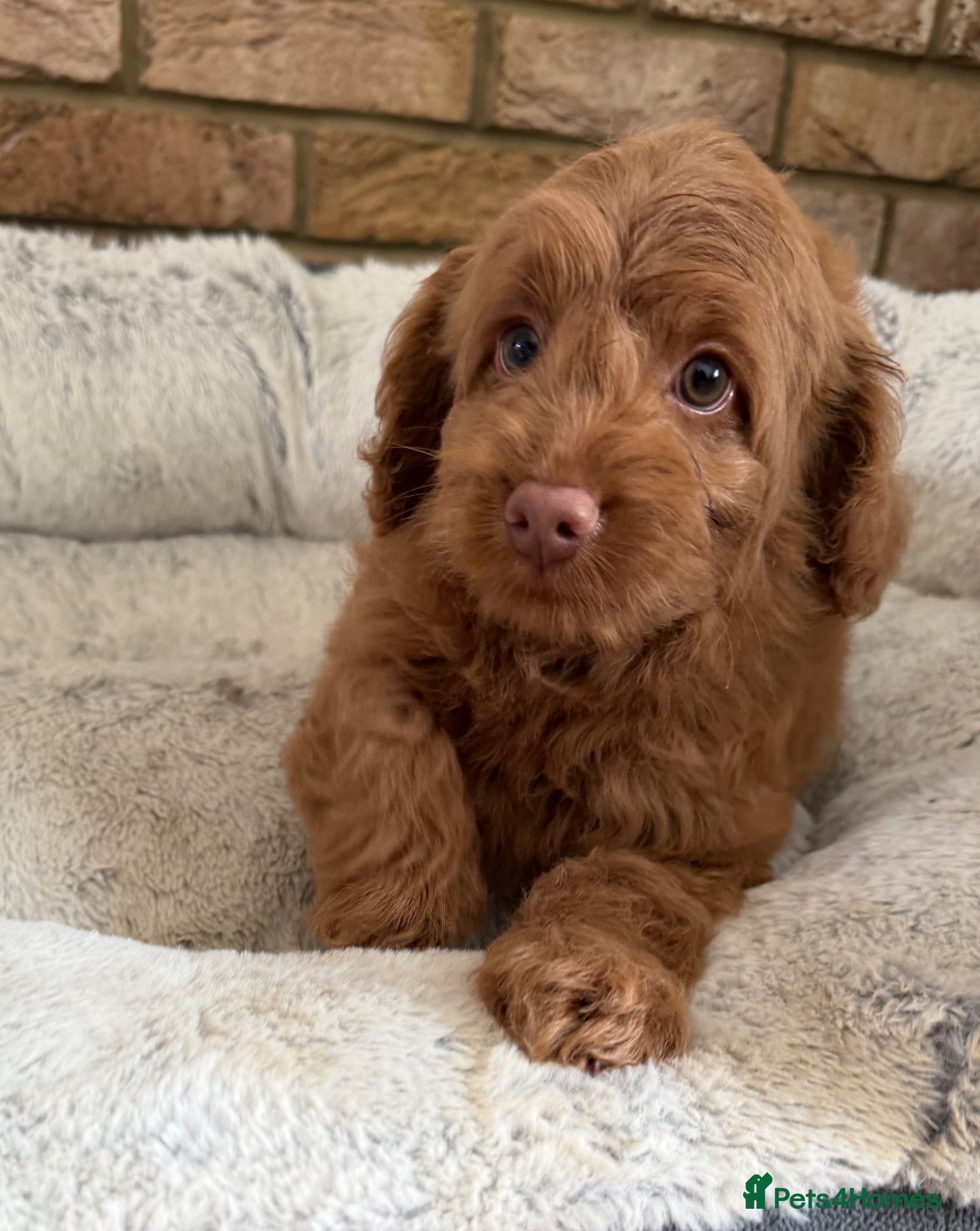 Australian Labradoodle dogs Genuine Australlian Labradoodles ( WALA reg)  - Advert 2