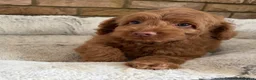 Australian Labradoodle dogs for sale: Genuine Australlian Labradoodles ( WALA reg)  - Advert 12