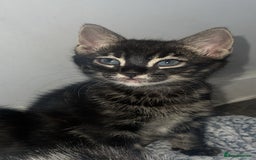 Mixed Breed cats for sale: Rare black blue eye bengal kittens - Advert 1