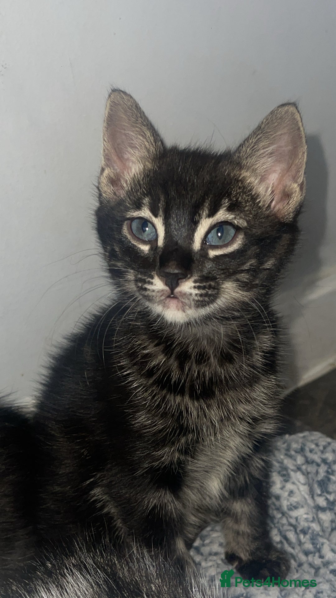 Mixed Breed cats for sale: Rare black blue eye bengal kittens - Advert 1