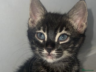 Mixed Breed cats Rare black blue eye bengal kittens - Advert 4