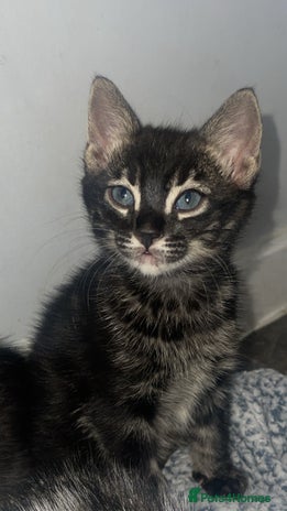 Mixed Breed cats Rare black blue eye bengal kittens - Advert 8